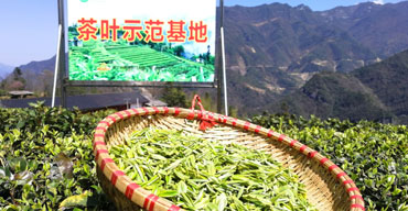 茶叶种植和加⼯